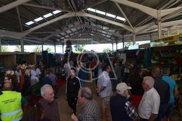 Narea abre como recova con ambiente navideño y de satisfacción general (Foto Francisco Javier Santana y TA)